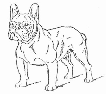 French Bulldog Standart